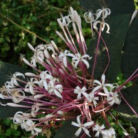 Clerodendrum quadriloculare (Blanco) Merr.